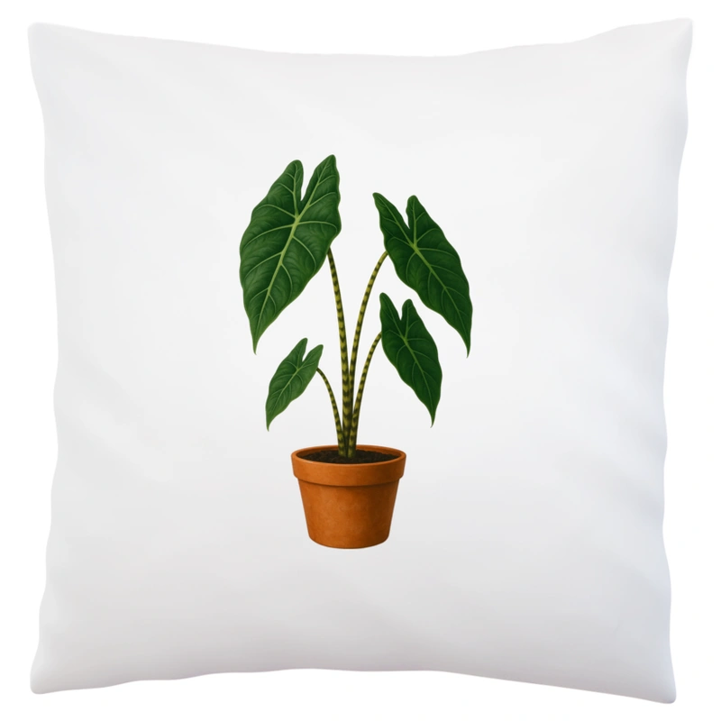 Alocasia zebrina - Poduszka Biała